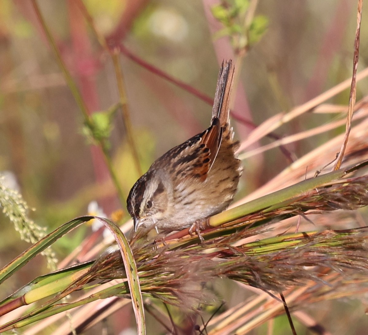 Swamp Sparrow - ML644440558