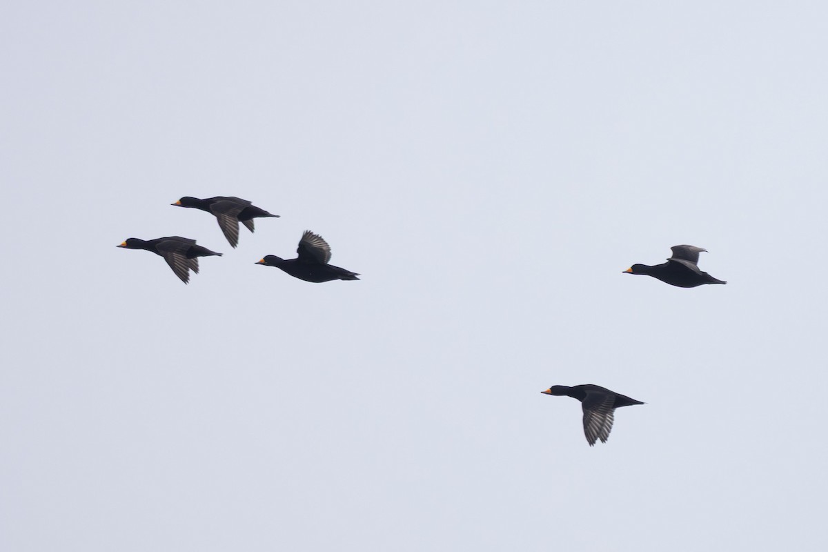 Black Scoter - ML644440564