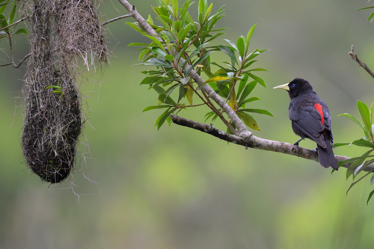 Red-rumped Cacique - ML644440566