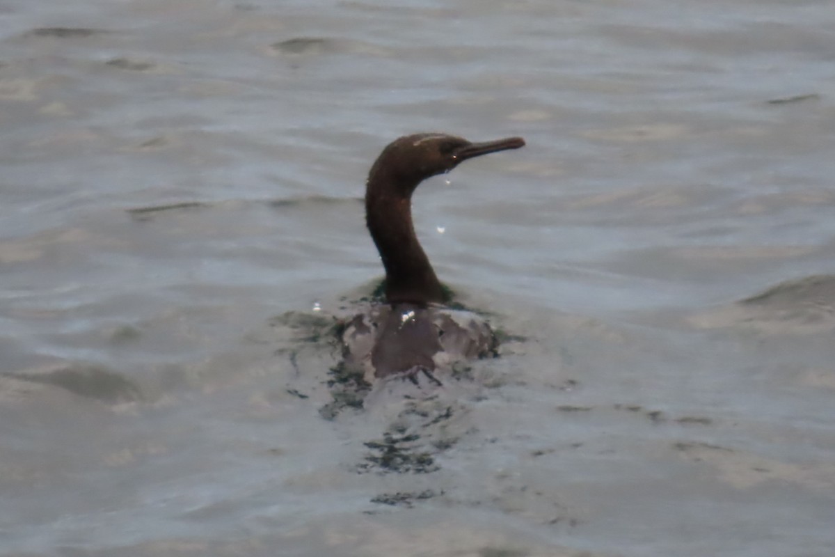 Pelagic Cormorant - ML644440568