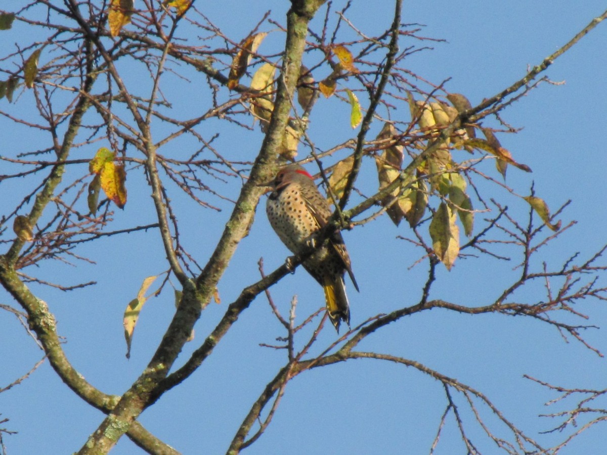 Northern Flicker - ML644440569
