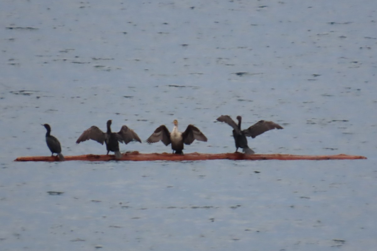 Pelagic Cormorant - ML644440570