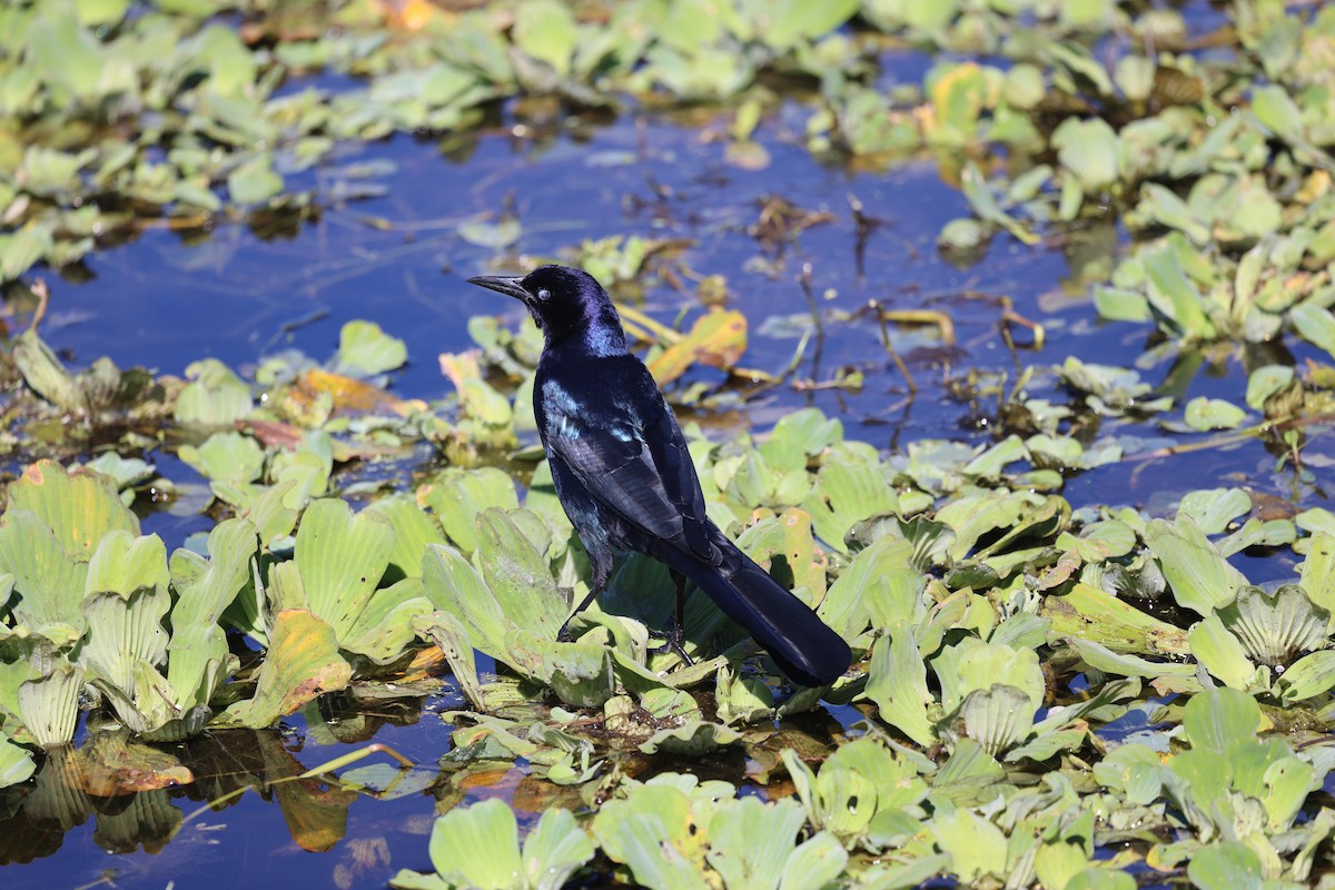 Boat-tailed Grackle - ML644440571