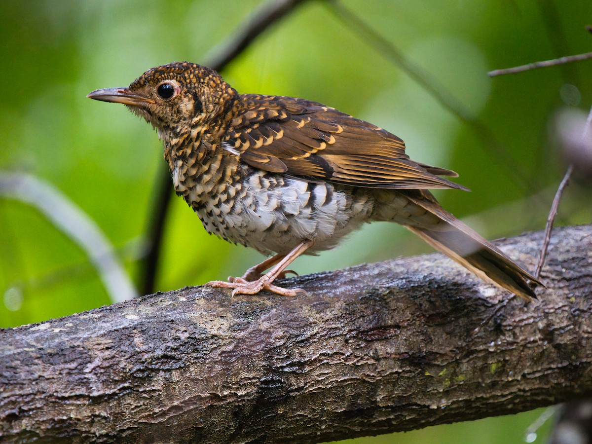 Bassian Thrush - ML644440572