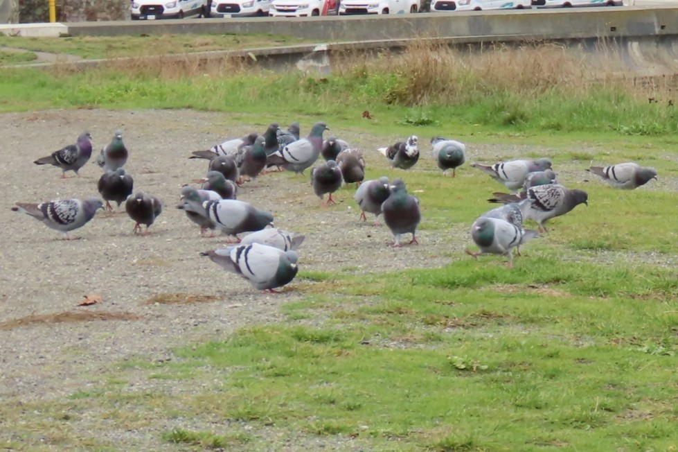 Rock Pigeon (Feral Pigeon) - ML644440576