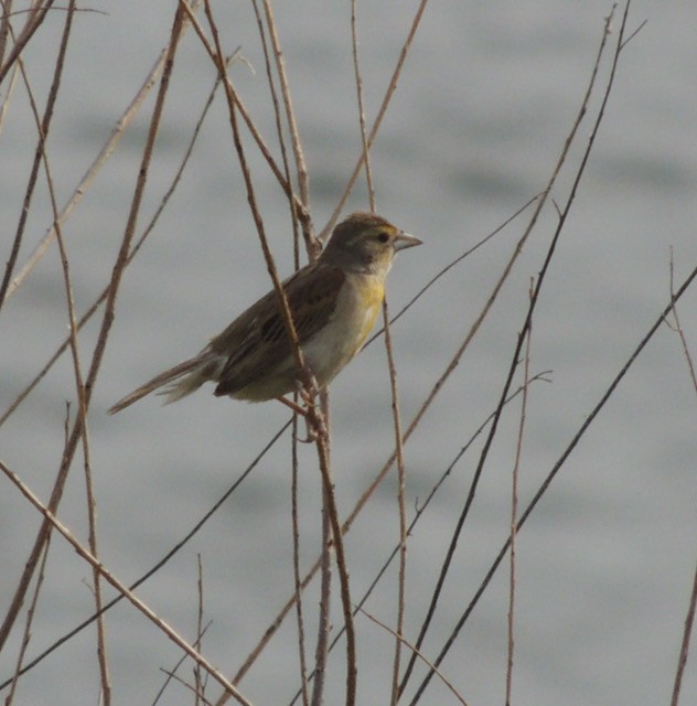 Dickcissel - ML644440577