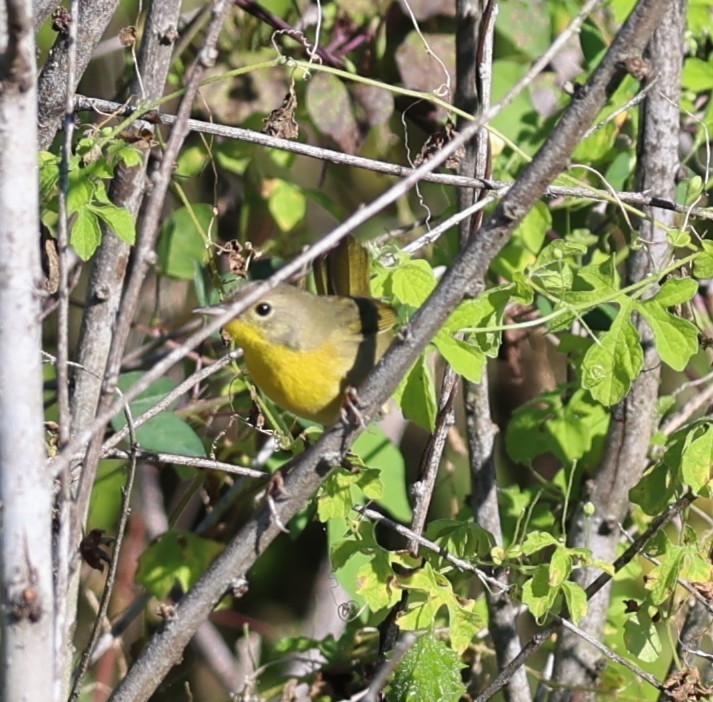 Common Yellowthroat - ML644440578