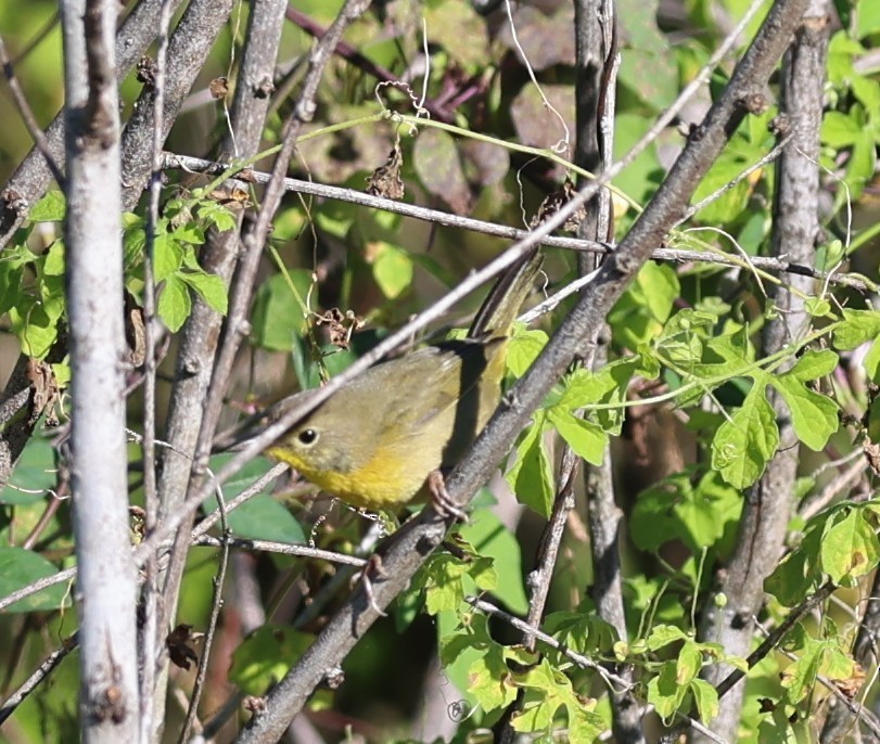 Common Yellowthroat - ML644440579