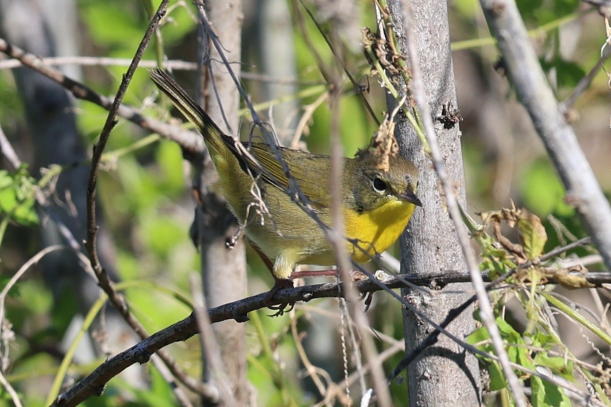 Common Yellowthroat - ML644440580