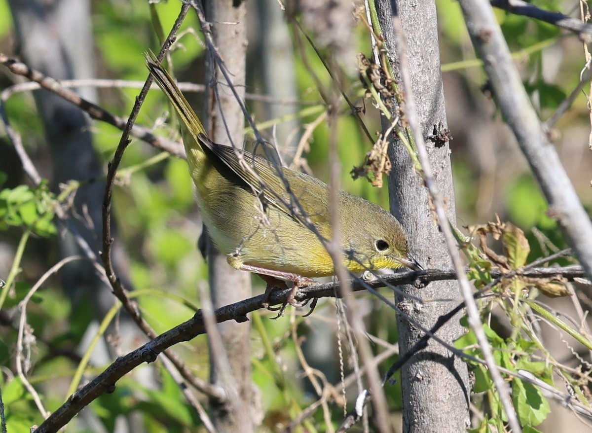Common Yellowthroat - ML644440581
