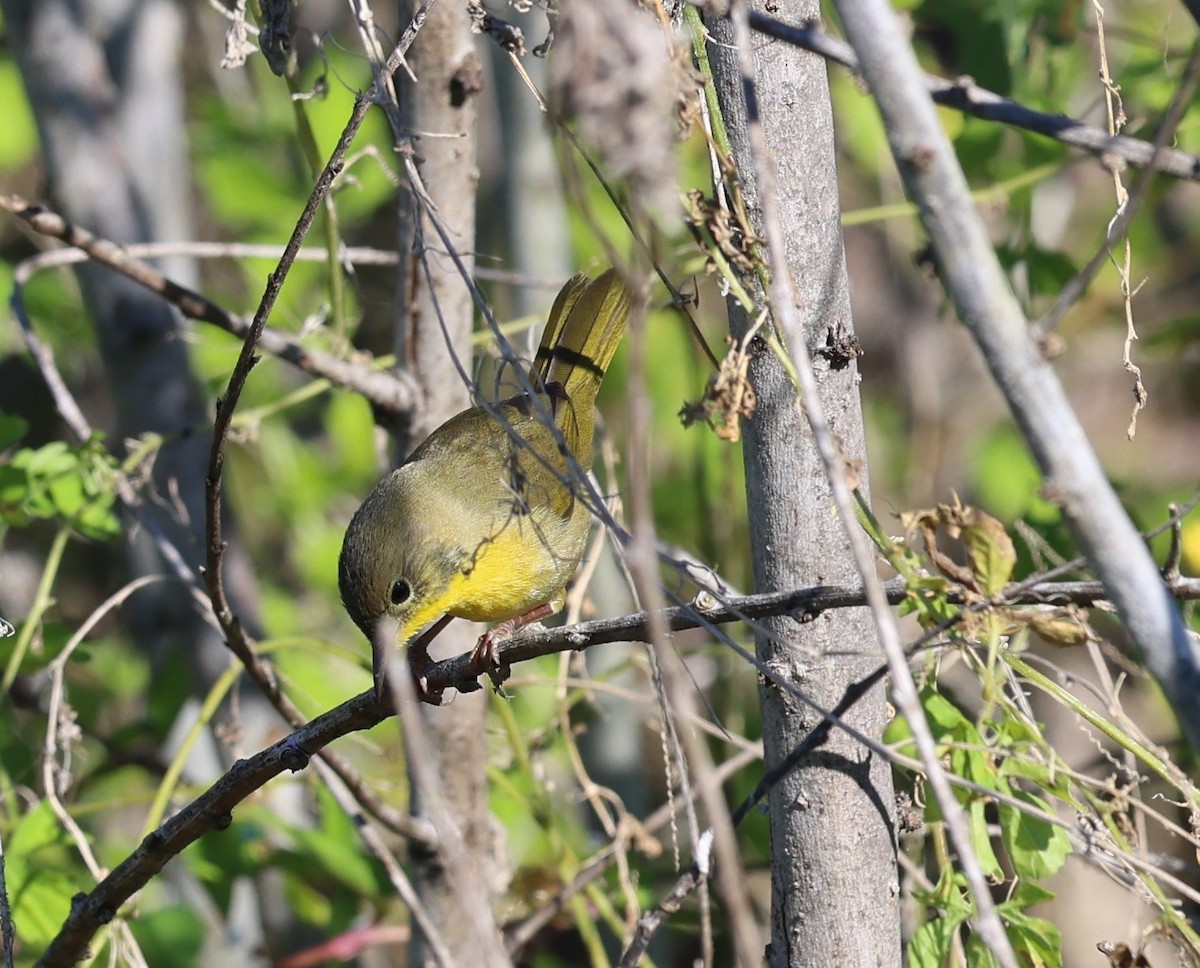 Common Yellowthroat - ML644440582