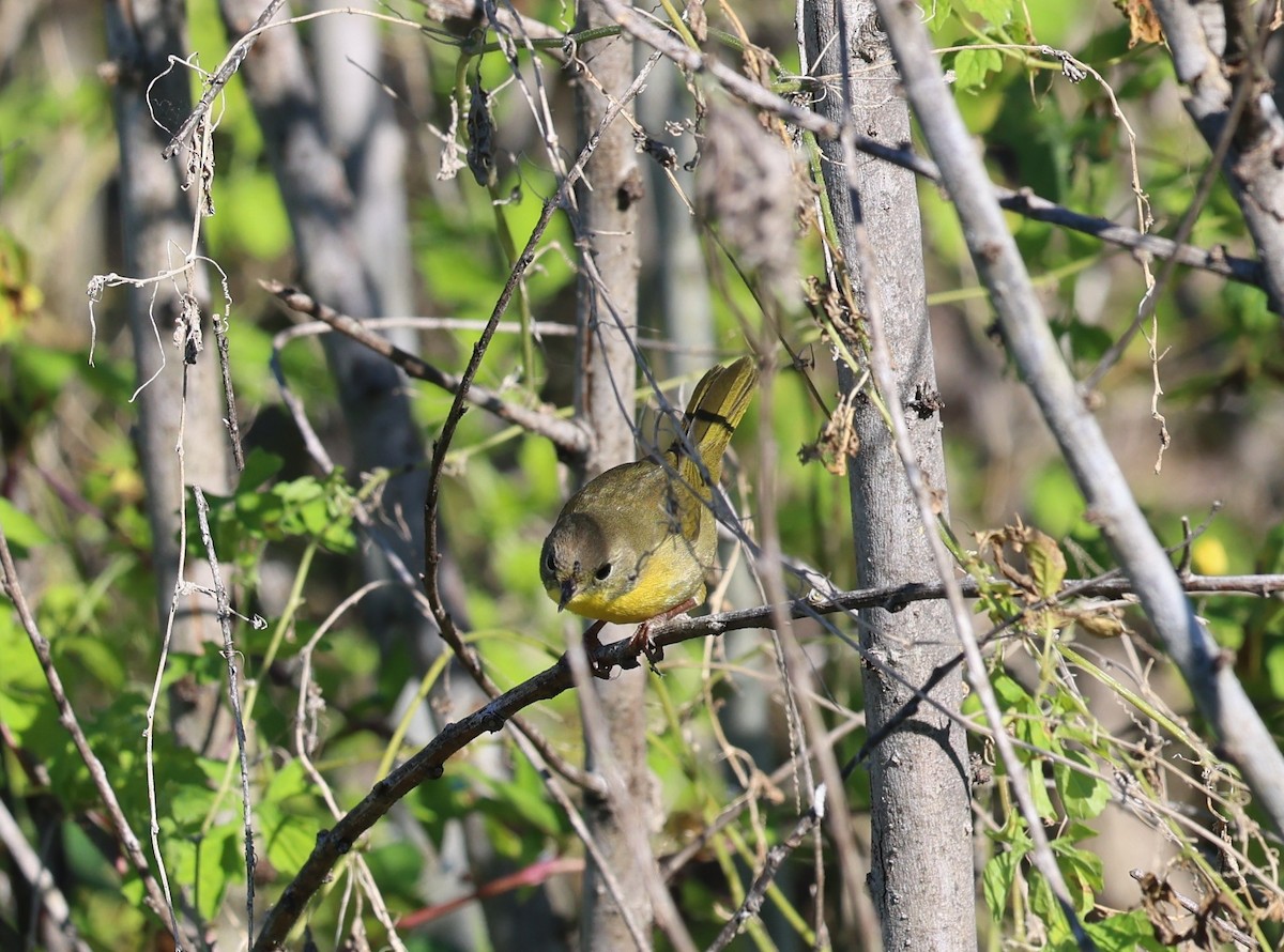 Common Yellowthroat - ML644440583