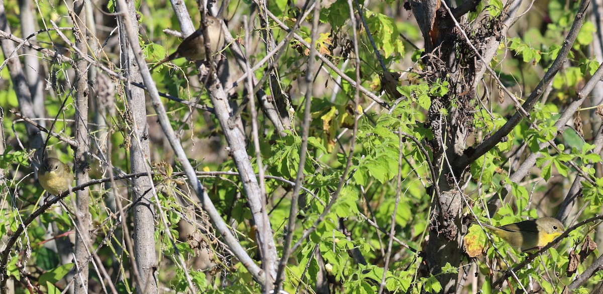 Common Yellowthroat - ML644440584