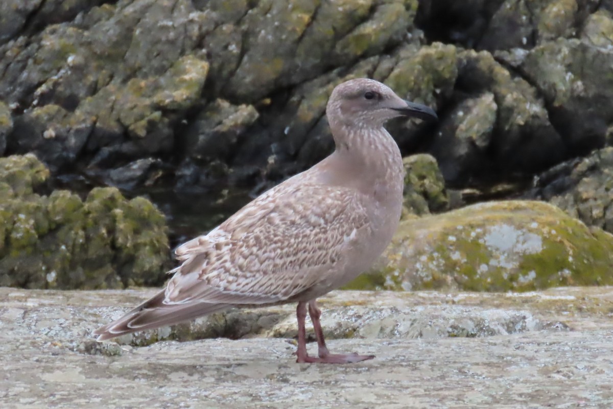 Glaucous-winged Gull - ML644440585