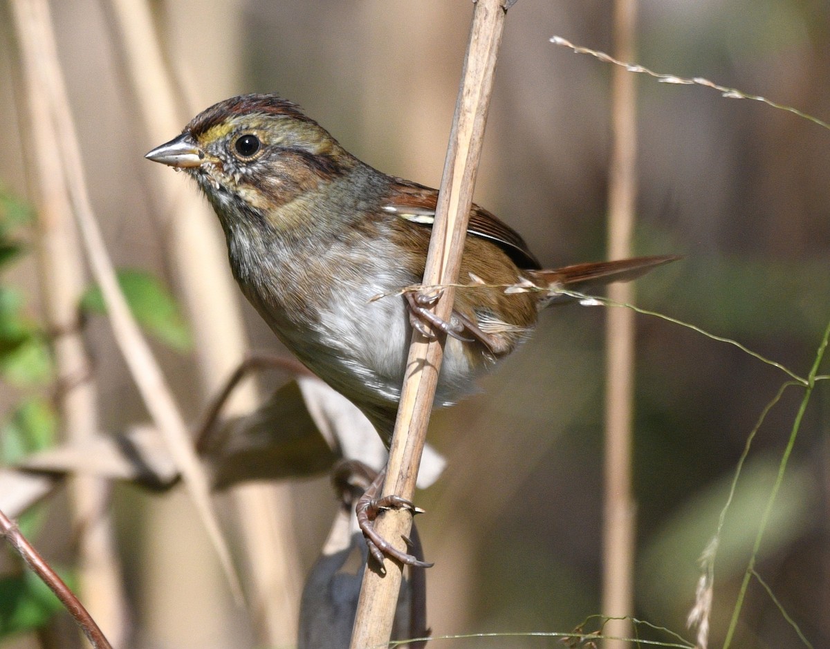 Swamp Sparrow - ML644440586