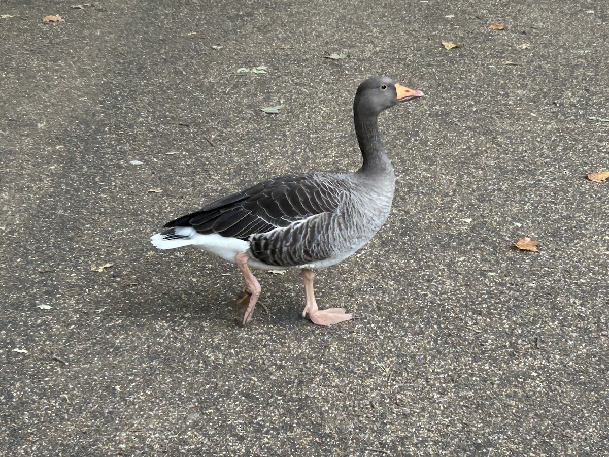 Egyptian Goose - ML644440587