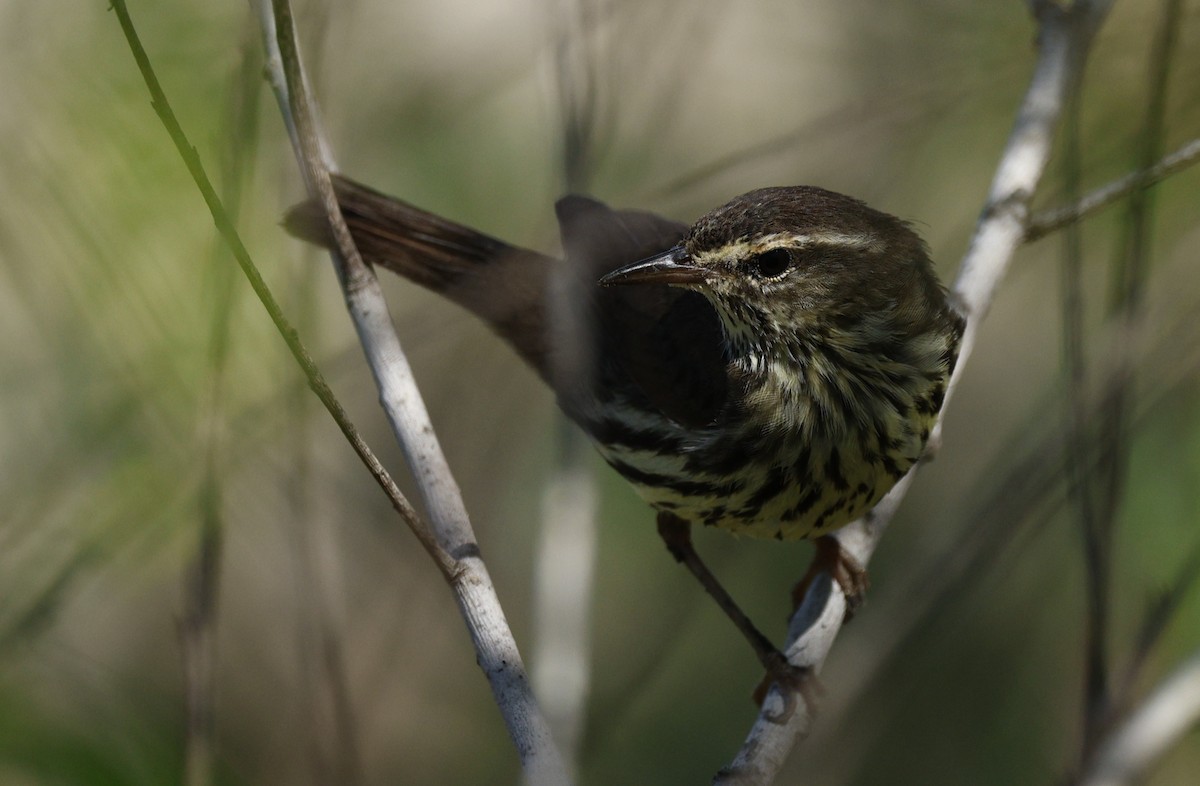 Northern Waterthrush - ML644440588