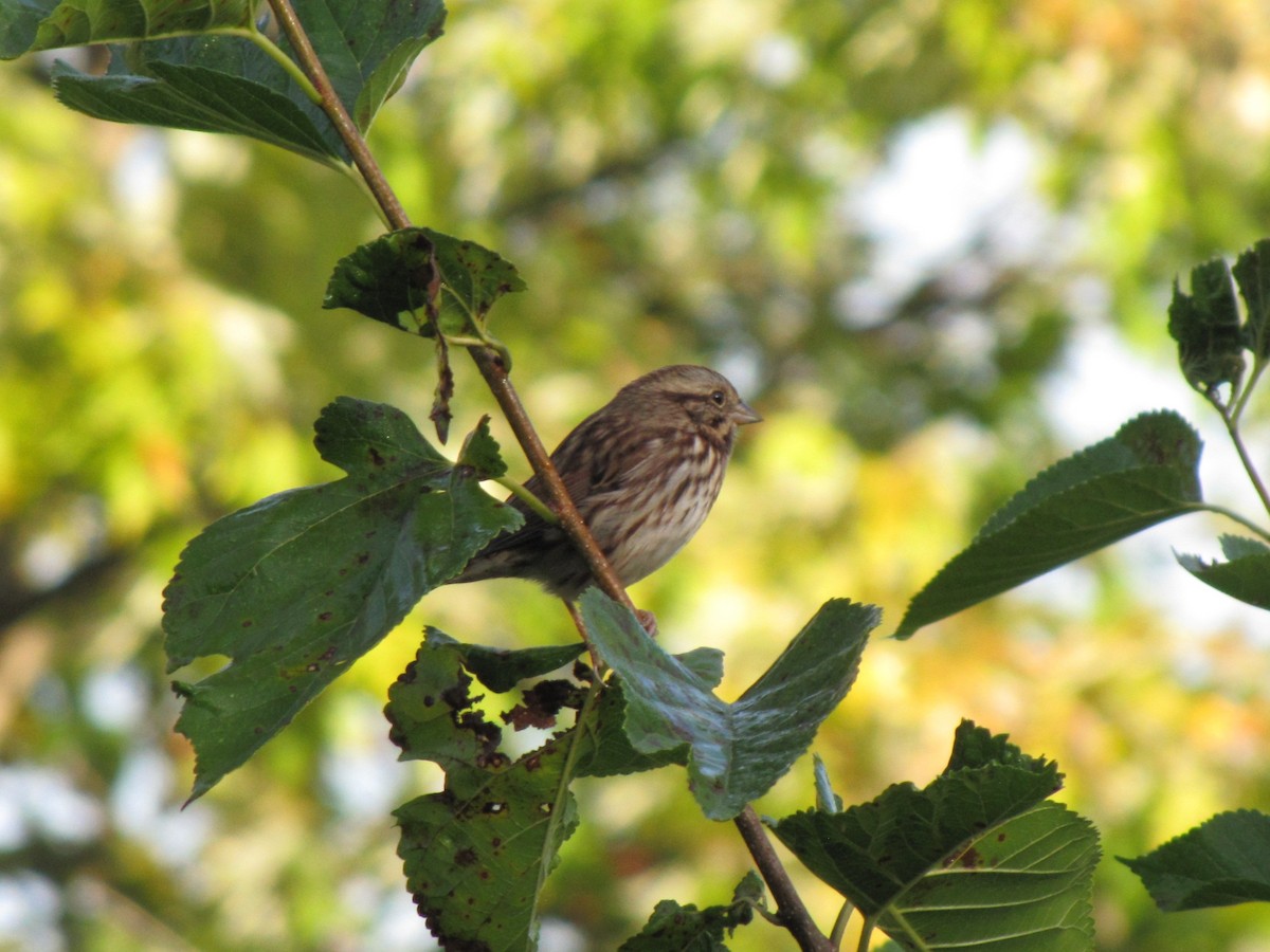 Song Sparrow - ML644440592