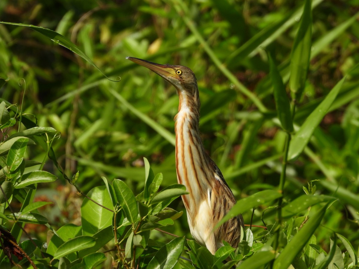 Blongios de Chine - ML644440610