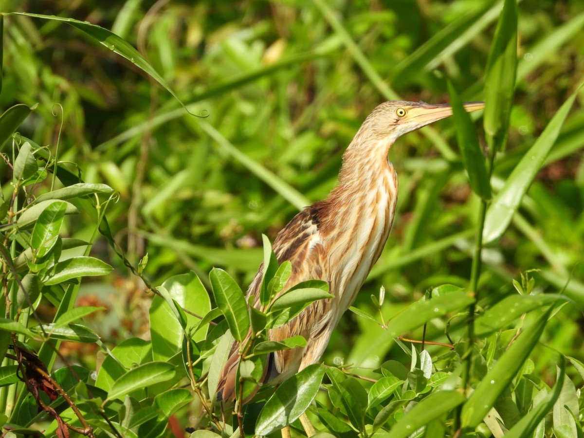 Blongios de Chine - ML644440611
