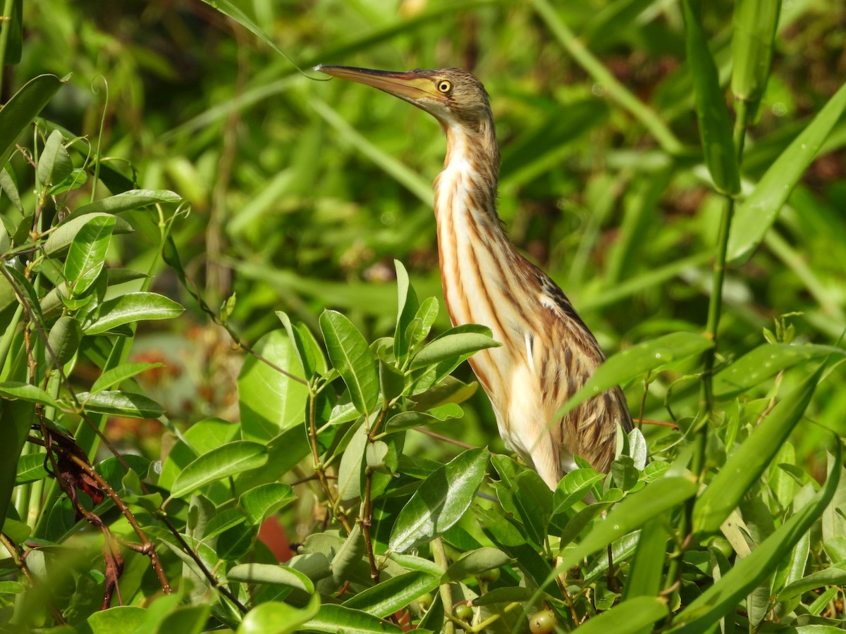 Blongios de Chine - ML644440612
