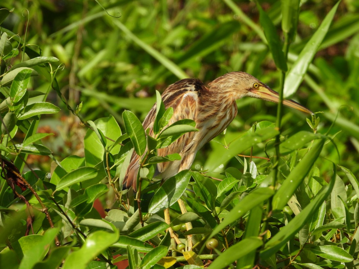 Blongios de Chine - ML644440613