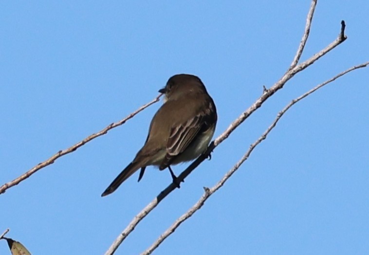 Weißbauch-Phoebetyrann - ML644440614