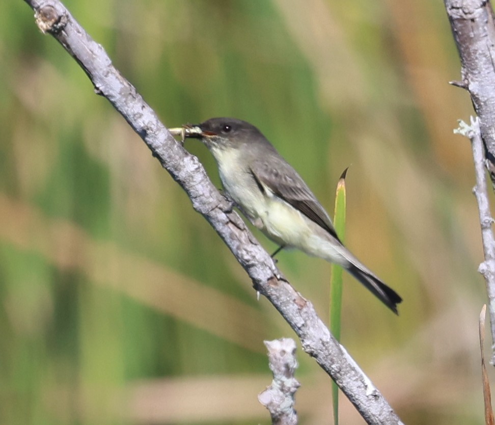Weißbauch-Phoebetyrann - ML644440615