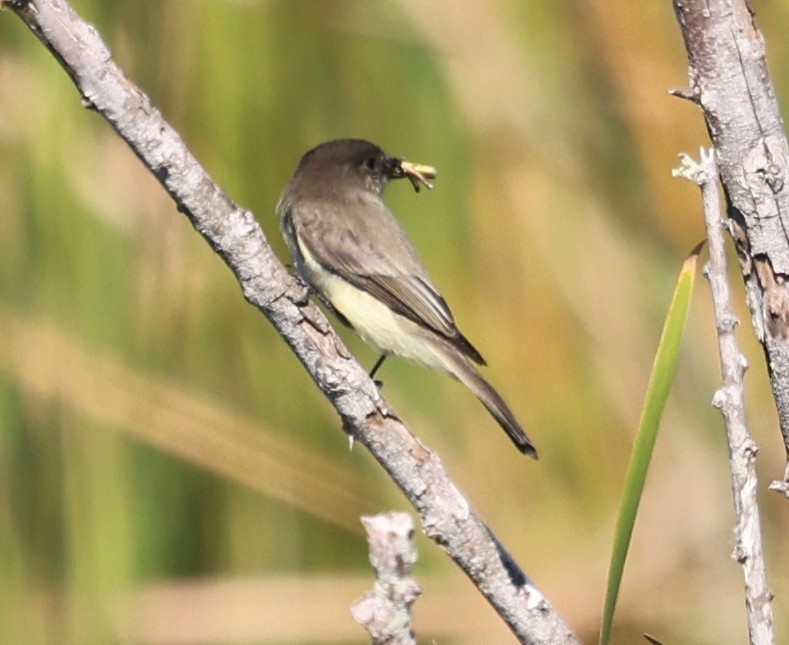 Weißbauch-Phoebetyrann - ML644440616