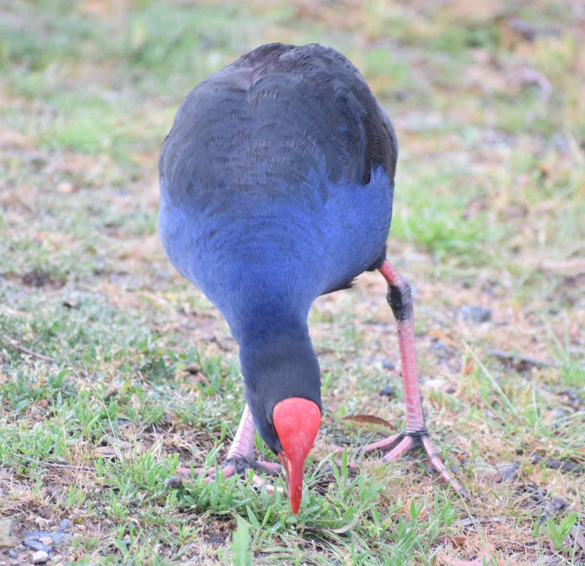 Australasian Swamphen - ML644440617