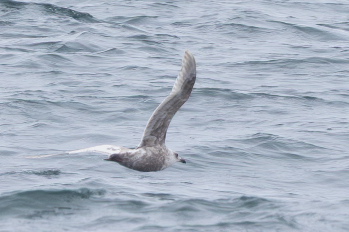 Slaty-backed Gull - ML644440618