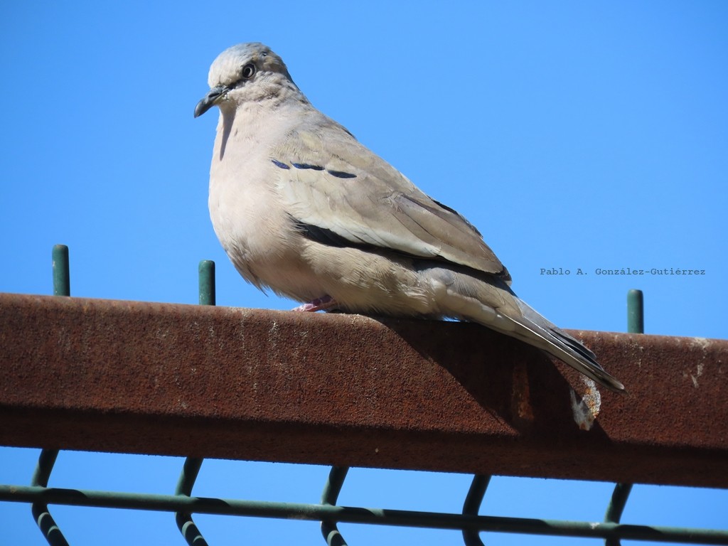 Picui Ground Dove - ML644440620