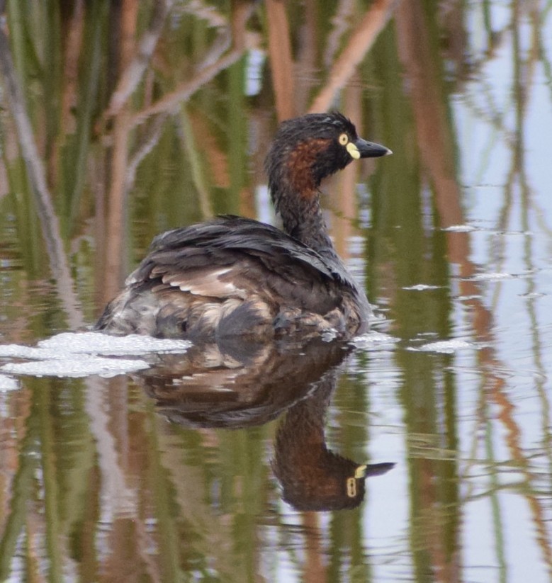 Australasian Grebe - ML644440622