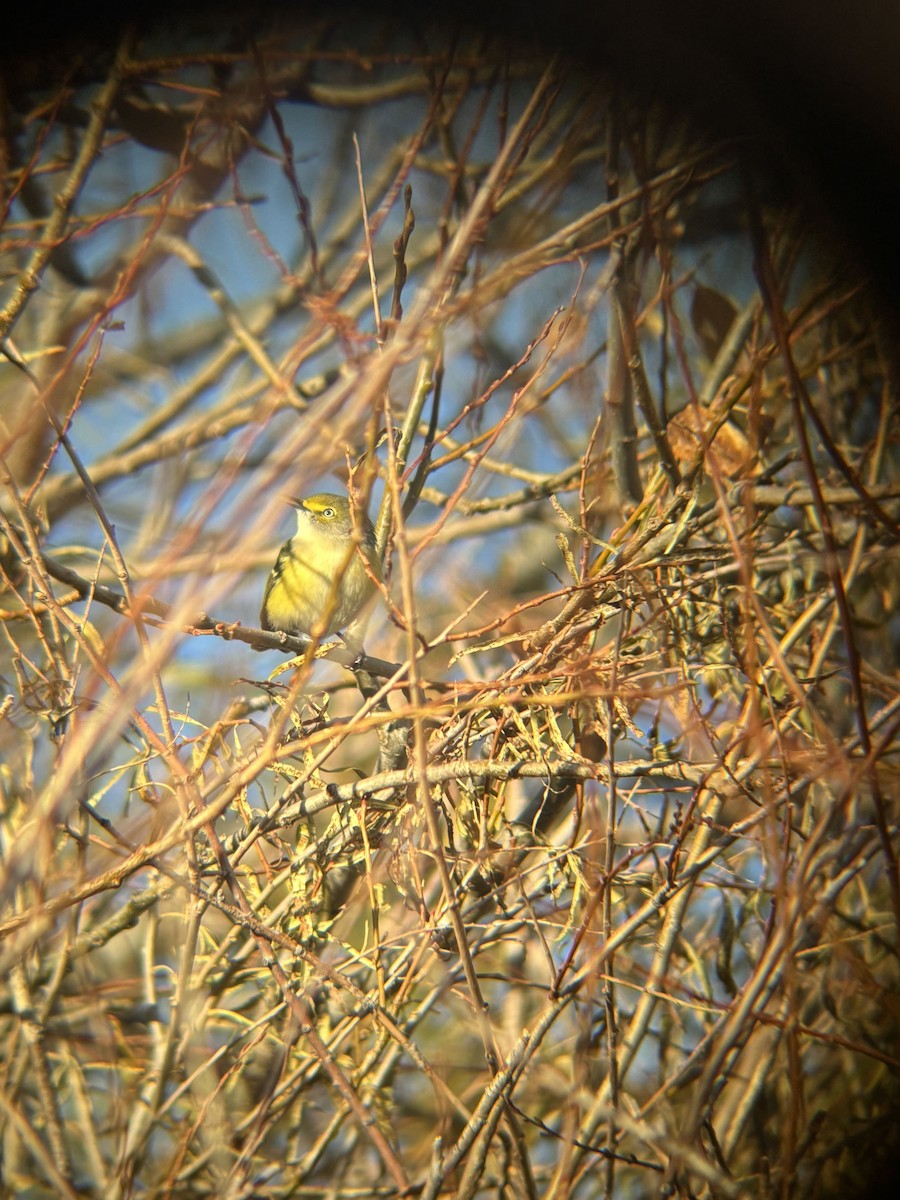 Белоглазый виреон [группа griseus] - ML644440623