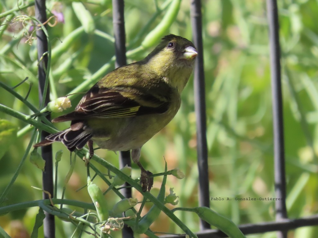 čížek vousatý - ML644440628