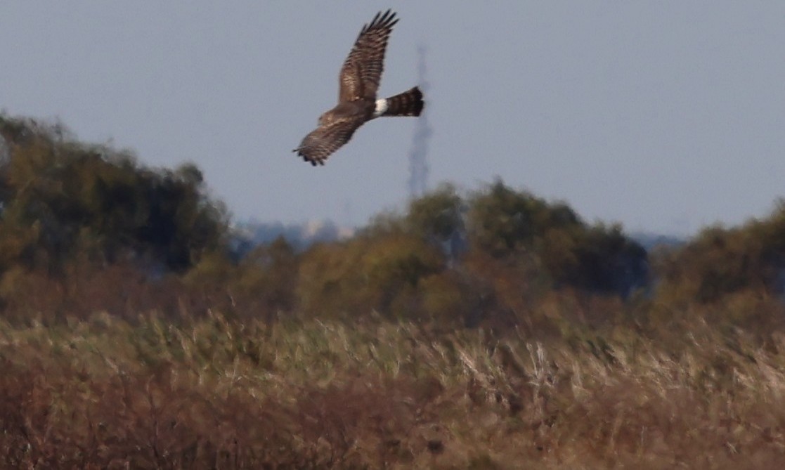 Aguilucho de Hudson - ML644440632