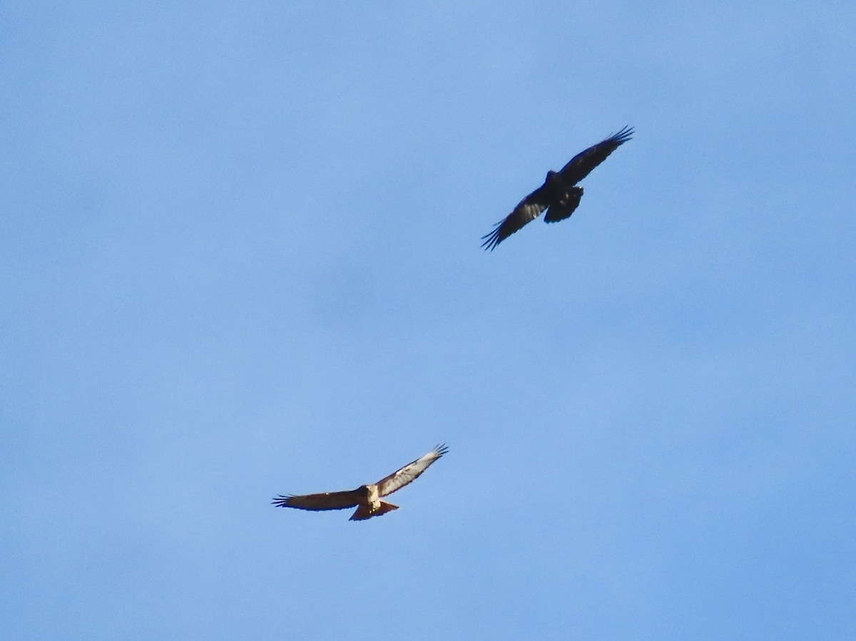 Red-tailed Hawk - ML644440643