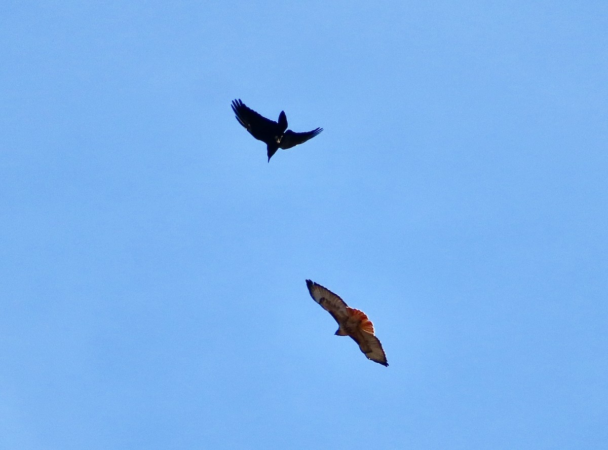 Red-tailed Hawk - ML644440644