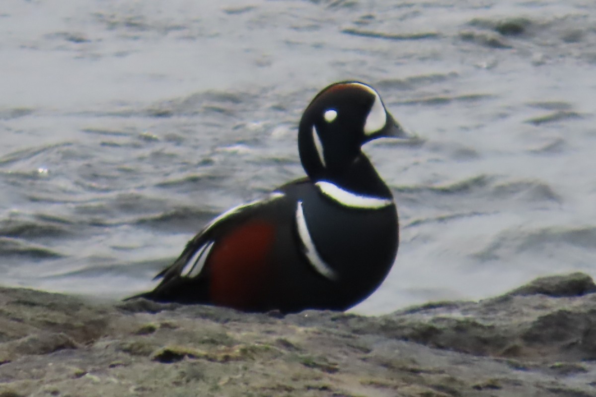 Harlequin Duck - ML644440646