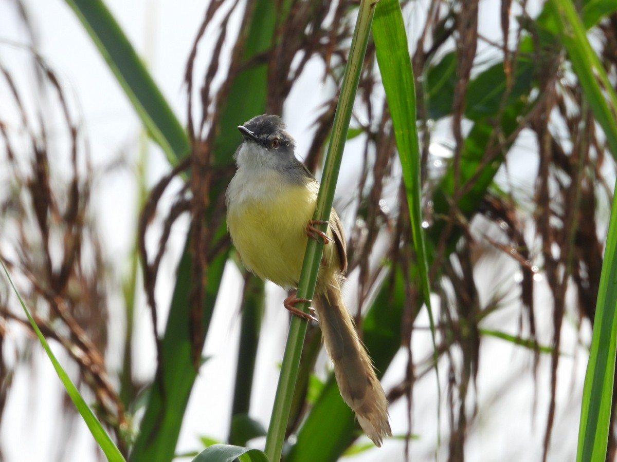 Yellow-bellied Prinia - ML644440660
