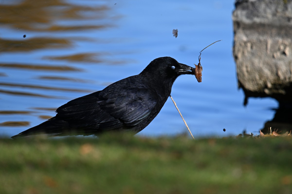 American Crow - ML644440662