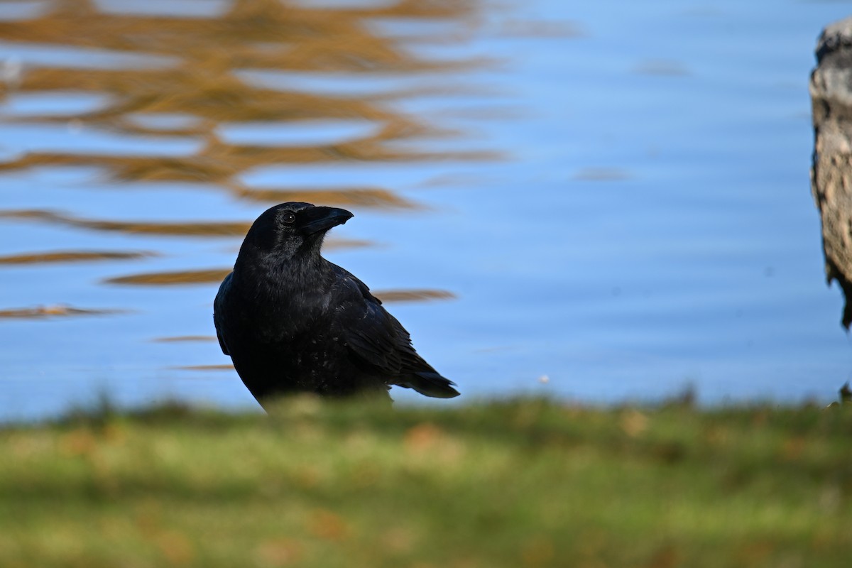 American Crow - ML644440663