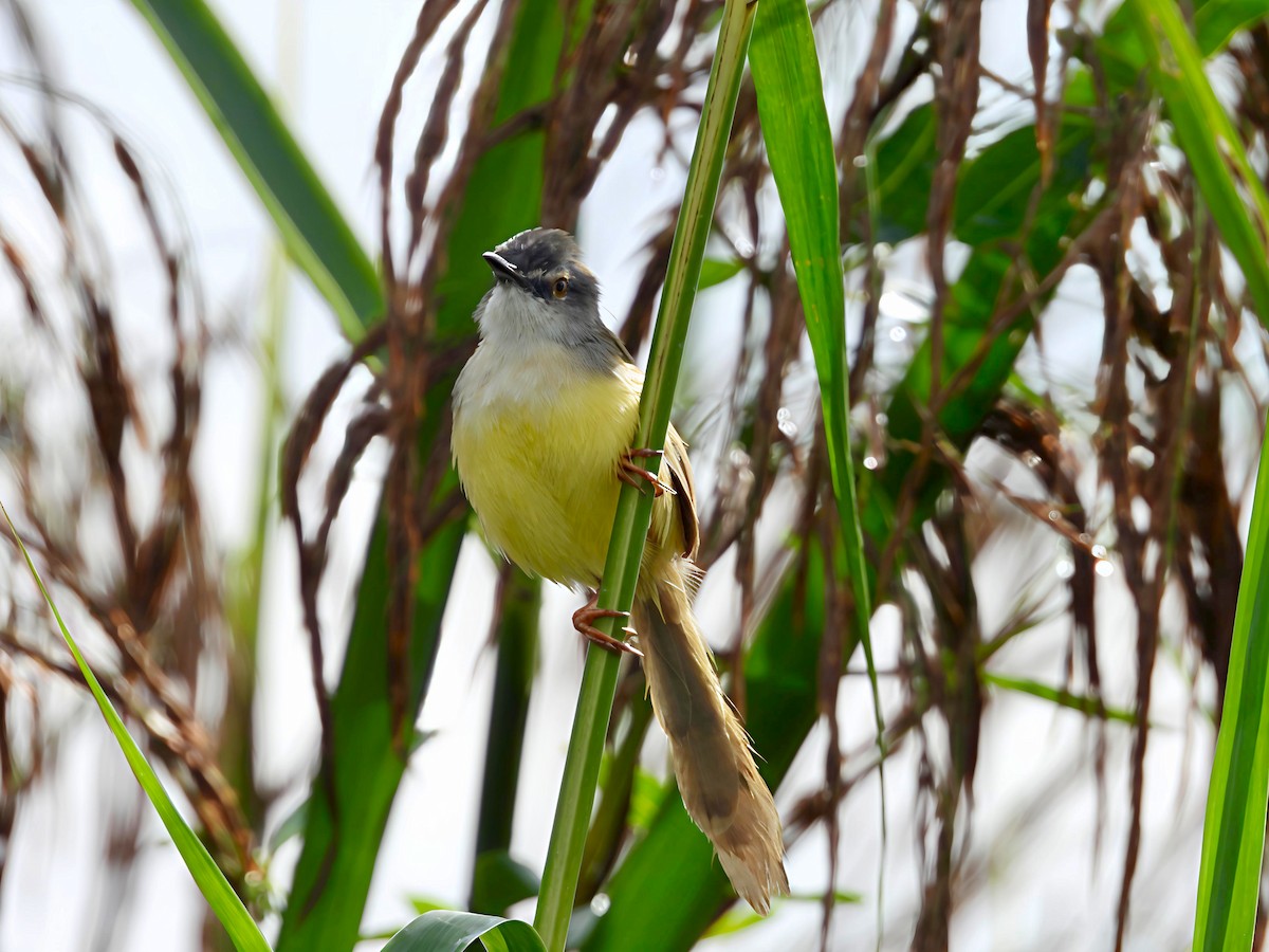 Yellow-bellied Prinia - ML644440664