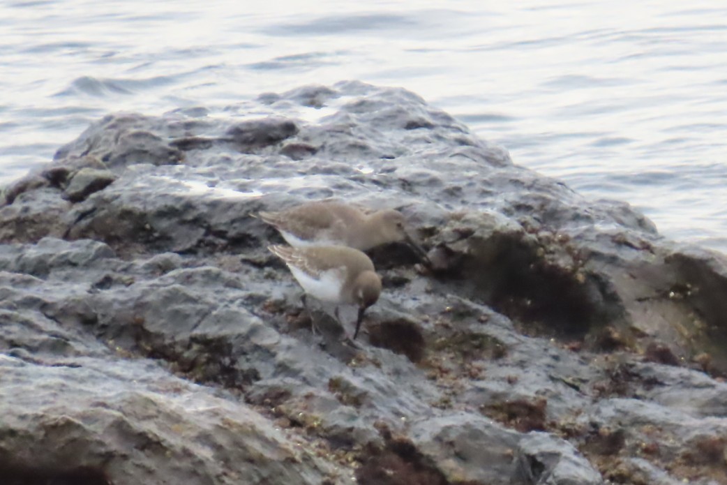 Alpenstrandläufer - ML644440667