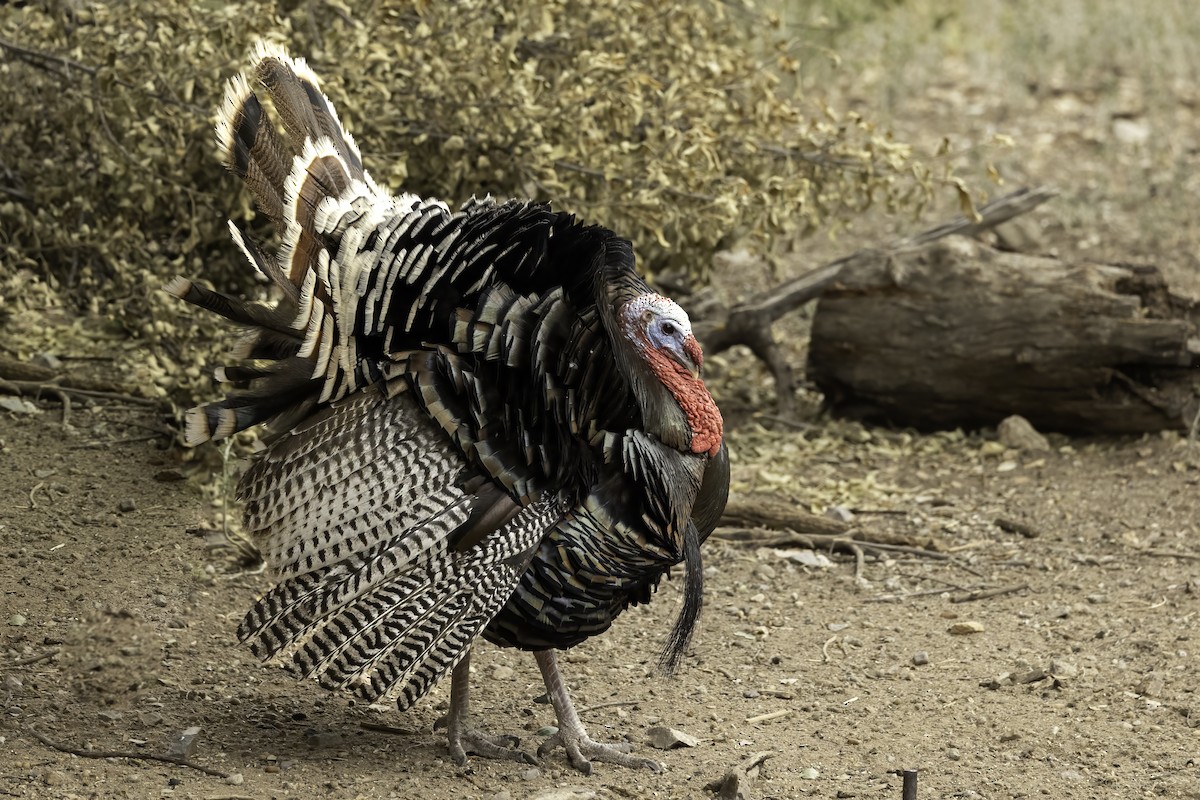 シチメンチョウ - ML644440717