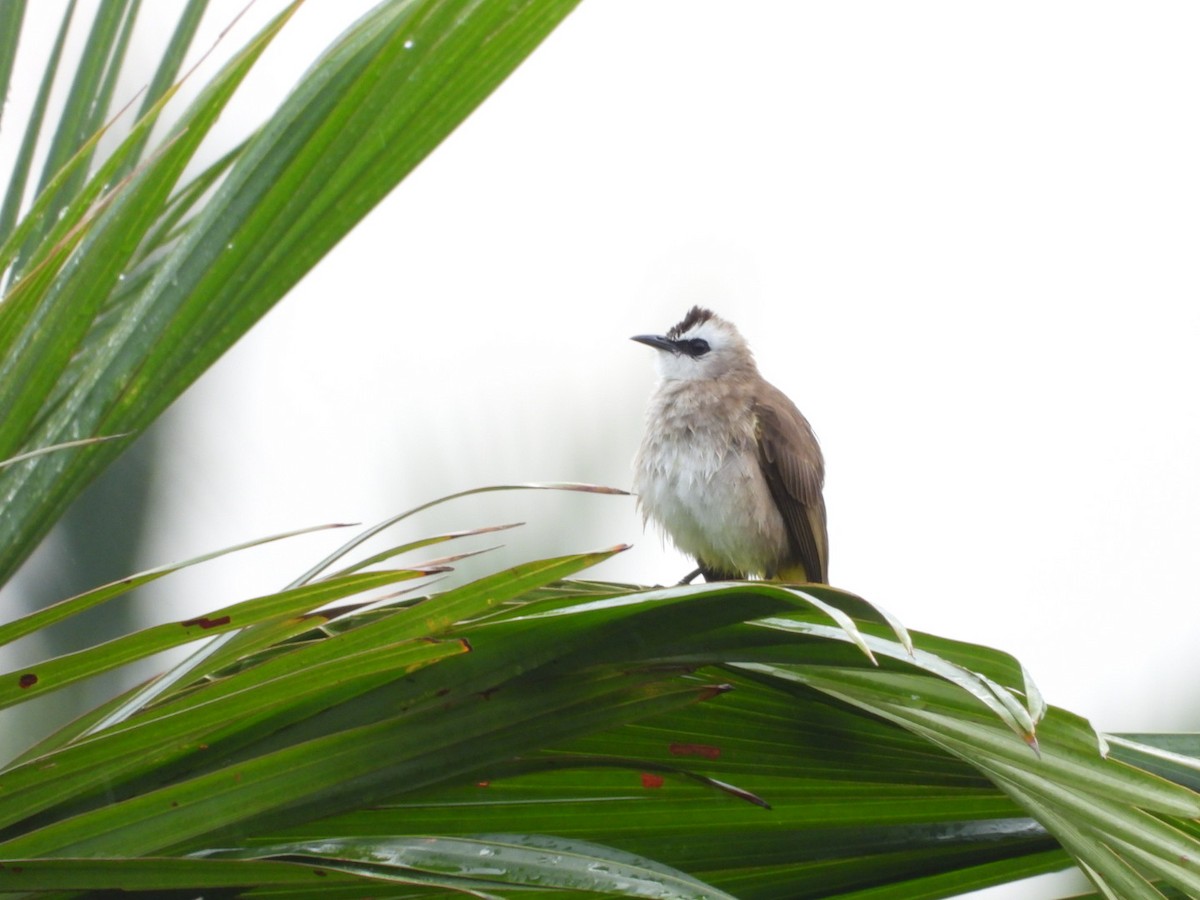 Yellow-vented Bulbul - ML644440719
