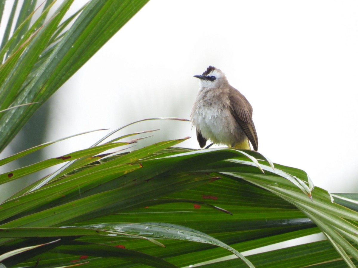 Yellow-vented Bulbul - ML644440720