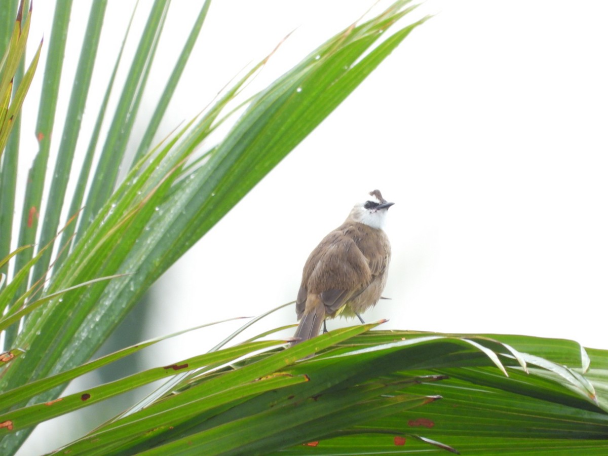 Yellow-vented Bulbul - ML644440721