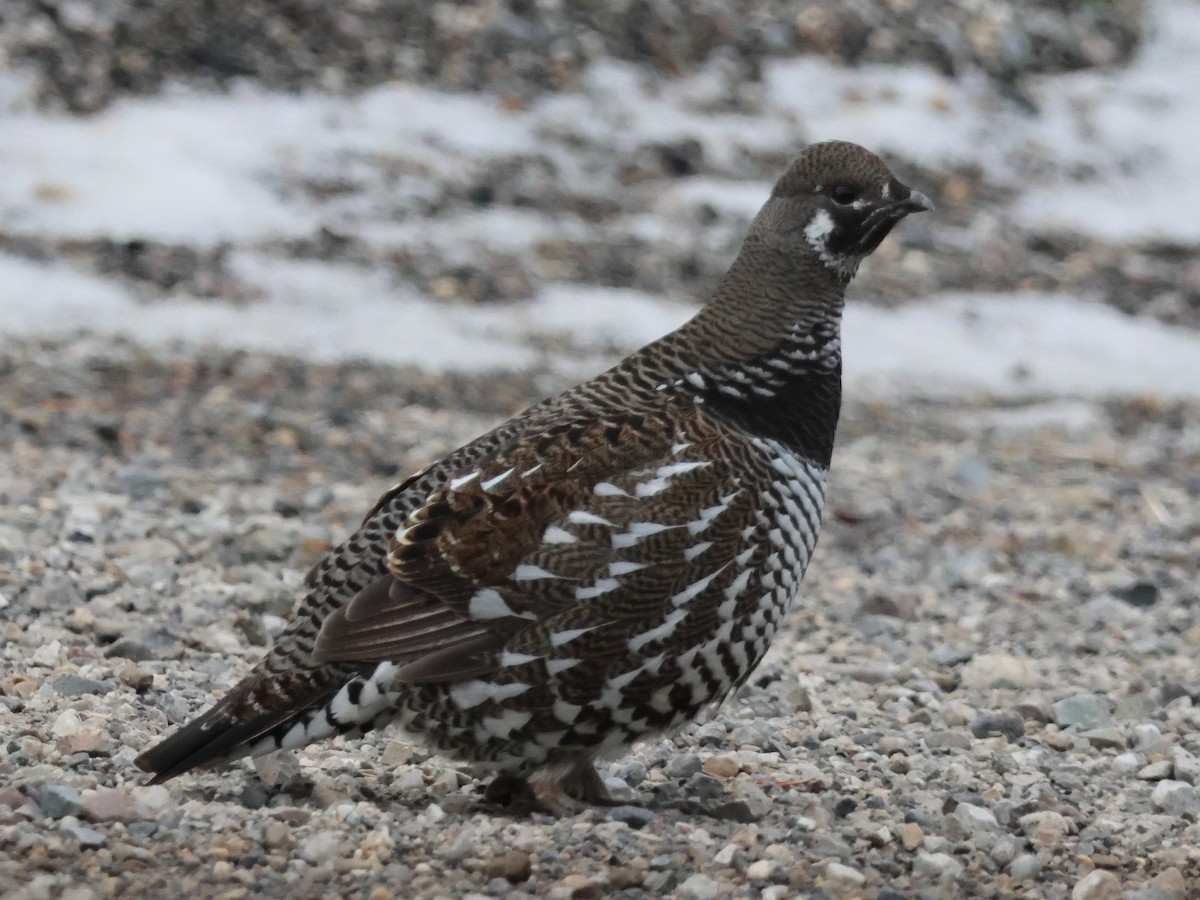 Gallo Canadiense - ML644440731