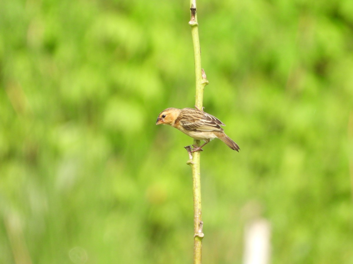 Ткачик золоточеревий - ML644440732